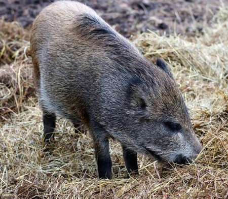 Wild boar in a nature park eats hayの写真素材