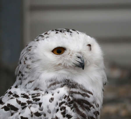 Polar owl close-up. The polar owl's head is in full face.の写真素材