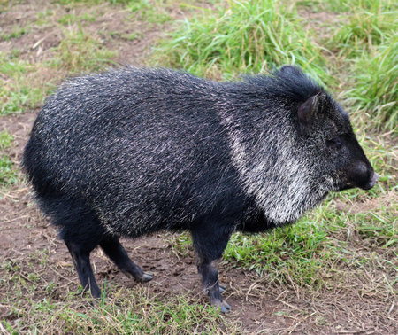 Pecari tajacu are an American cousin of wild pigs found in Eurasia and Africa, outwardly similar to a small boarの写真素材