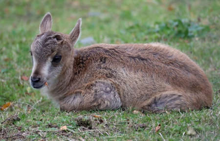 Baby goat. Brown Young Goat lying down on a green lawn.の写真素材