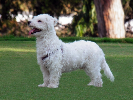 Bichon maltese standing on grassの写真素材