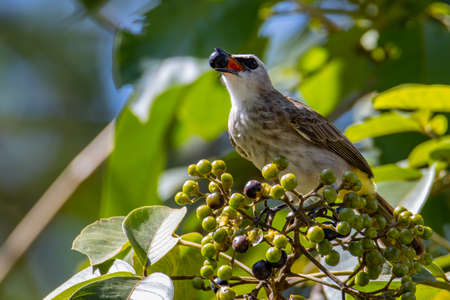 Nature wildlife bird yellow-vented bulbul perch on tree branches with fruitの写真素材