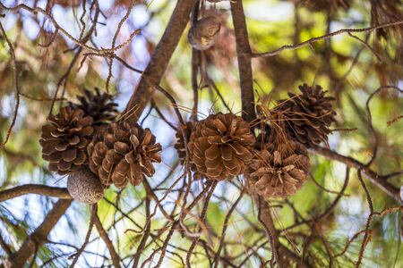 interweaving of pine branches with cones on a background of blue skyの写真素材