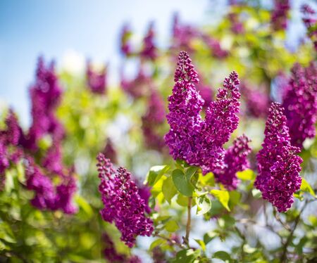 Beautiful colorful lilac blossoms in a clear day against the sky. Lilac blooming background. Selective focus.の写真素材