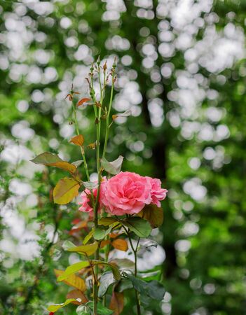 Pink rose with buds in the garden with a beautiful bokeh backgroundの写真素材