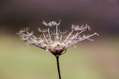 Inflorescence of a dried umbellate plant. Symbol of sadness and loneliness.の写真素材