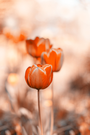 Mysterious orange tulips. Abstract spring background. Toned photo. Selective focusの写真素材