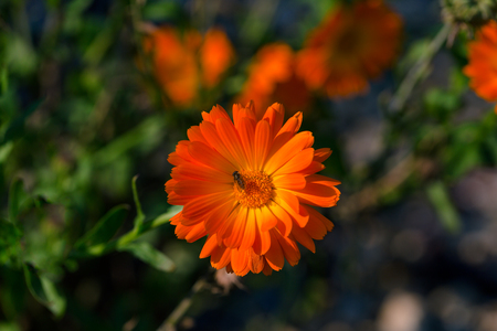 Calendula officinalis, pot marigold, ruddles, common marigold plant in the genus Calendula of the family Asteraceaeの写真素材