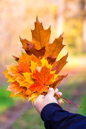 Male hand holding bright multicolor leaves on autumn sunny background. Concept of love of nature
