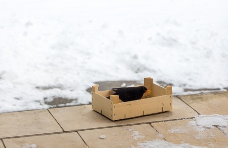 Eurasian Blackbird (Turdus merula cabrerae) eating food, poured into a wooden box. Feeding the birds in winter. Protection and love to nature conceptの写真素材