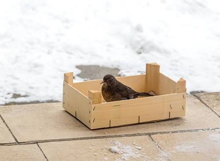 Eurasian Blackbird (Turdus merula cabrerae) sitting in bird feeder. Feeding the birds in winter. Protection and love to nature conceptの写真素材