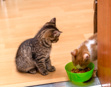 A ginger and white kitten eating a soft canned cat food from a green bowl. Tabby kitten sitting and looking. Two little cute kittensの写真素材