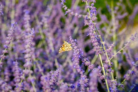 Beautiful floral looks like a watercolor background of purple lavender with Vanessa cardui (painted lady) butterfly on lavender flower. Selective focusの写真素材