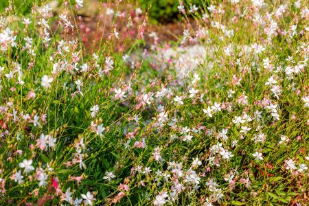 White and pink Gaura lindheimeri flower or Australian Butterfly Bush. Beautiful floral backgroundの写真素材