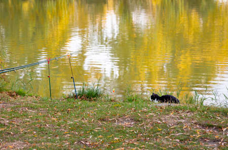 Black and white cat sitting on the lake shore near fishing rods. Cat waiting for a fish catchの写真素材