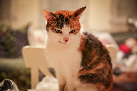 Offended tricolor cat with red spot on the nose. Selective focusの写真素材