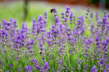 Purple lavender flowers in sunny day. Selective focusの写真素材