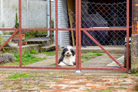 Faithful bobtail dog behind gate waiting for ownerの写真素材
