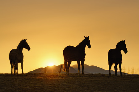 three horses waiting for the sun to go downの写真素材
