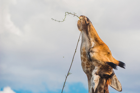 giraffe feeding on high plantsの写真素材