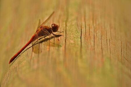 Dragon Fly Resting Spotの写真素材