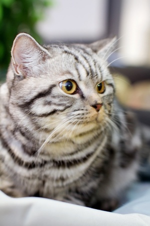 Gray fluffy catの写真素材