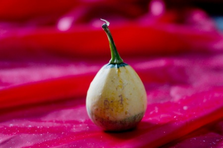 Small decorative pumpkin on a red clothの写真素材