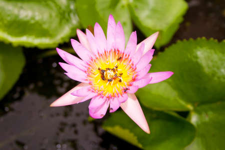 Water lily flowerの写真素材