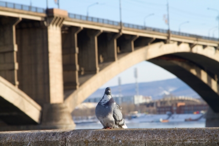 Blue pigeon sitting on the parapet of the bridge on the background of the river Yeniseiの写真素材