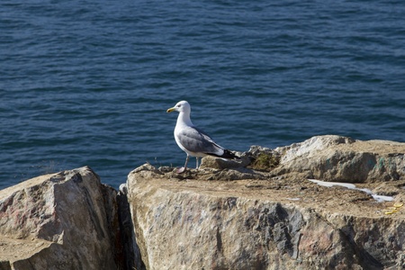 Seagull sitting on the rocks on the shore of Lake Baikalの写真素材