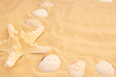 Starfish and seashell on the sand