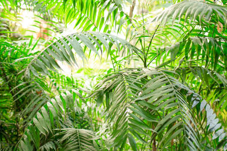 Tropical forest, beautiful background for text