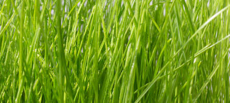 Fresh green grass with dew drops. Abstract blurry background.