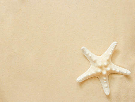 one starfish on the beach sand with a large copy spaceの写真素材