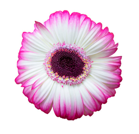 white gerbera with red rose petals on a white isolated backgroundの写真素材
