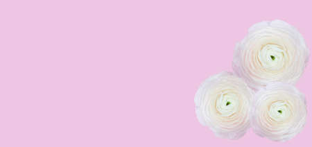 three soft pink flowers on a pink background bannerの写真素材