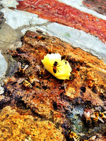 Bees enjoying the leftover of a piece of pineapple