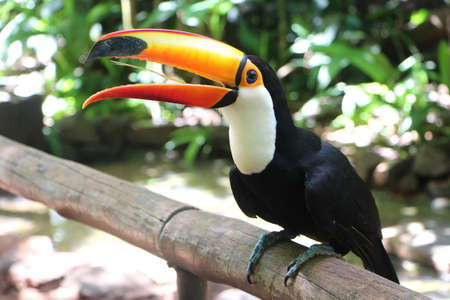 Many species can be seen in the Bird Park, Brazil