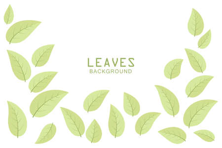 Beautiful green leaves on white backgroundのイラスト素材