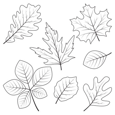 Autumn leaf line art design elementのイラスト素材