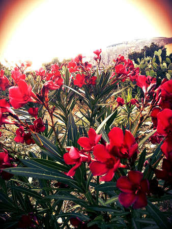 flowers with vintage effectの写真素材