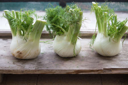 fennelの写真素材