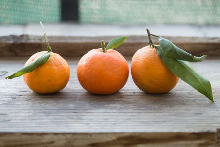 tangerine of sicily backgroundの写真素材