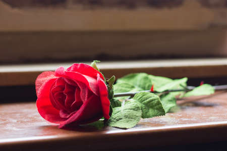 red rose on tableの写真素材