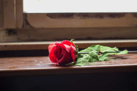 red rose on tableの写真素材