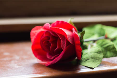 red rose on tableの写真素材