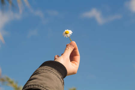 chamomile flower in the handの写真素材