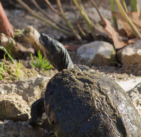 turtle