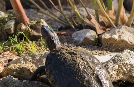 turtleの写真素材