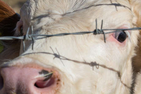 scared cowの写真素材